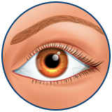 Fox eyes Турска